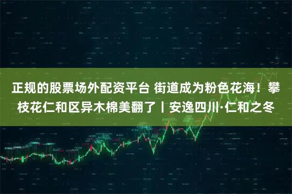 正规的股票场外配资平台 街道成为粉色花海！攀枝花仁和区异木棉美翻了丨安逸四川·仁和之冬